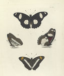 1. 2. Nymphalis Bolina (Upper side and Under side); 3. 4. Nymphalis Iphicla (Upper side and Under side).