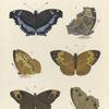 1. 2. Vanessa Charonia; 3. 4. Argynnis Erymanthis;  5. 6. Hipparchia Leda.