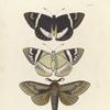 1. 2. Castnia Licus;  3. Gastropacha? Otus.