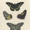 1. 2. Papilio Polydamas; 3. 4. Nymphalis Assimilis.