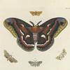 1. Limacodes? Arenacea; 2. Saturnia Cecropia; 3. Spilosoma Arge; 4. Spilosoma Cunea;  5. Noctua (Acontia?) Nundina.