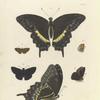 1. 2. Papilio Palamedes ;  3. 4. Militæa Pelops; 5. 6. Hesperia Arcas.