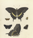 1. 2. Papilio Palamedes ;  3. 4. Militæa Pelops; 5. 6. Hesperia Arcas.