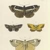 1. 2. Erebus Crepuscularis? 3. Noctua Lunata; 4. Geometra (Angerona) Serrata.