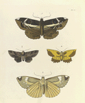1. 2. Erebus Crepuscularis? 3. Noctua Lunata; 4. Geometra (Angerona) Serrata.