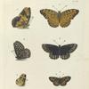 1. 2. Argynnis Phalanta; 3. 4. Melitæa Phaeton; 5. 6. Melitæa Tharos.