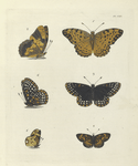 1. 2. Argynnis Phalanta; 3. 4. Melitæa Phaeton; 5. 6. Melitæa Tharos.