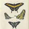 1. 2. Papilio Thoas; 3. 4. Papilio Sinon.