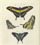 1. 2. Papilio Thoas; 3. 4. Papilio Sinon.