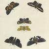 1. Noctua Melicerta; 2. Catoala Epione; 3. Noctua Pales; 4. Callimorpha? Vinosa; 5. Noctua Numeria; 6. Catocala Affinis.