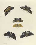 1. Noctua Melicerta; 2. Catoala Epione; 3. Noctua Pales; 4. Callimorpha? Vinosa; 5. Noctua Numeria; 6. Catocala Affinis.