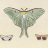1. Actias Luna; 2. Deliopeia Ornatrix; 3. Deliopea Bella.