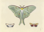 1. Actias Luna; 2. Deliopeia Ornatrix; 3. Deliopea Bella.