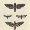 1. Sphinx Carolina; 2. Syntomis Phegea; 3. Glaucopis fenestrata; 4. Sphinx Cingulata.