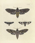 1. Sphinx Carolina; 2. Syntomis Phegea; 3. Glaucopis fenestrata; 4. Sphinx Cingulata.