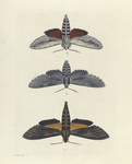 1. Sphinx Alope; 2. Sphinx Pinastri; 3. Sphinx Ello.