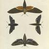 1. Sphinx Vitis; 2. Thyreus Lugubris; 3. Deilephila Tersa; 4. Sphinx Strigiles.