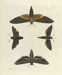 1. Sphinx Vitis; 2. Thyreus Lugubris; 3. Deilephila Tersa; 4. Sphinx Strigiles.