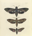 1. Sphinx Satellita (Female); 2. Sphinx Satellita (Male); 3. Deilephia Euphorbiæ.