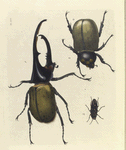 1. Dynastes Hercules (Male); 2. Dynastes Hercules (Female); 3. Buprestis (Chalcophora) Virginiensis.