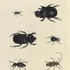 1. Diaprepes Spengleri; 2. Copris Molossus;  3. Phileurus Didymus; 4. Brachycerus Globosus;  5. Hipporhinus Verrucosus; 6. Lamia (Sternotomis) Pulchra.