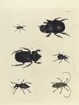 1. Diaprepes Spengleri; 2. Copris Molossus;  3. Phileurus Didymus; 4. Brachycerus Globosus;  5. Hipporhinus Verrucosus; 6. Lamia (Sternotomis) Pulchra.
