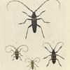 1. Cerambyx (Hamaticherus) Heros; 2. Trachyderes Succinctus; 3. Lamia Capensis; 4. Cerambyx (Callichroma) Afer.