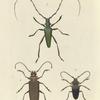 1. Cerambyx (Callichroma) Virens; 2. Prionus (Orthomegas) Cinnamomeus; 3. Lamia Verrucosa.