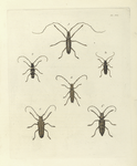 1. Saperda Trilineata; 2. Clytus Pictus; 3. Stenocorus (Elaphidion) Irroratus; 4. Stenocorus (Elaphidion) Spinicornis; 5. Saperda Carcharias; 6.  Stenocorus Atomarius.