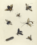 1. Xylocopa Virginica; 2.  Tesseratoma Papillosa; 3. Leptoscelis Balteatus; 4. Centris Surinamensis; 5. Ophion Macrurum; 6. Polistes Annularis; 7. Polistes Squamosa; 8. Polydesmus (Fontaria) Virginiensis.