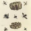 1. Leptoscelis Pictus; 2. Eumenes Abdominalis; 3. Centris Grossa; 4. Echinomyia Hirta; 5. Reduvius (Conorhinus) Variegatus; 6. Eristalis Cinctus; 7. Echinomyia Pilosa; 8. 9. 10. Pelopæus Cæmentarius (Nest; Section of the Nest; 10. Two Cocoons exposed).