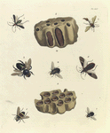 1. Leptoscelis Pictus; 2. Eumenes Abdominalis; 3. Centris Grossa; 4. Echinomyia Hirta; 5. Reduvius (Conorhinus) Variegatus; 6. Eristalis Cinctus; 7. Echinomyia Pilosa; 8. 9. 10. Pelopæus Cæmentarius (Nest; Section of the Nest; 10. Two Cocoons exposed).