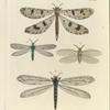 1. Myrmeleon Libelluloides; 2. Euptilon Ornatum; 3. Chauliodes Virginiensis; 4. Myrmeleon Americanum.