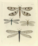1. Myrmeleon Libelluloides; 2. Euptilon Ornatum; 3. Chauliodes Virginiensis; 4. Myrmeleon Americanum.