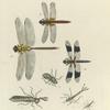 Libellulidæ: [1- 3. Three general forms of a dragon's caterpillar], 4. Libellula Lydia; 5. Æshna Junia; 6. Libellula Servilia.