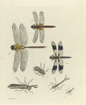 Libellulidæ: [1- 3. Three general forms of a dragon's caterpillar], 4. Libellula Lydia; 5. Æshna Junia; 6. Libellula Servilia.