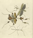 1. Empusa Pennicornis; 2. Empusa Gongylodes; 3. Bacteria Linearis.