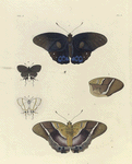1. 2. Hætera Philoctetes;  3. [Wing of Hætera Philoctetes];  4. 5. Thecla Faunus (Female).