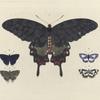 1. Papilio Antenor;  2. 3. Thecla Sylvanus; 4. 5. Polyommatus Isis.