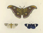 1. Saturnia Mylitta; 2. Noctua? Speciosa ; 3. Callimorpha? Pylotis.
