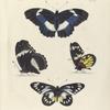 1. 2. Nymphalis Salmacis;  3. 4. Pieris Pasithoe.