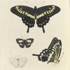 1. 2. Papilio Menetheus;  3. 4. Thecla Thetis.