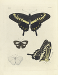 1. 2. Papilio Menetheus;  3. 4. Thecla Thetis.