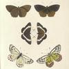 1. 2. Biblis Undularis;  3. 4. Nymphalis (Limenitis) Arthemis; 5. 6. Pieris Eucharis.