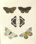 1. 2. Biblis Undularis;  3. 4. Nymphalis (Limenitis) Arthemis; 5. 6. Pieris Eucharis.