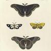 1. 2. Saturnia Promethea (male); 3. Callimorpha? Famula;  4. Odonestis? Servula.