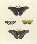1. 2. Saturnia Promethea (male); 3. Callimorpha? Famula;  4. Odonestis? Servula.