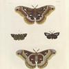 1. 2. Saturnia Promethea (female); 3. Noctua Anilis; 4.  Nemeophila Figurata.