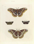1. 2. Saturnia Promethea (female); 3. Noctua Anilis; 4.  Nemeophila Figurata.