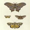 1. Saturnia Epimethea; 2. Dryocampa Virginiensis; 3. Ægocera Amabilis; 4. Triphæna Materna.